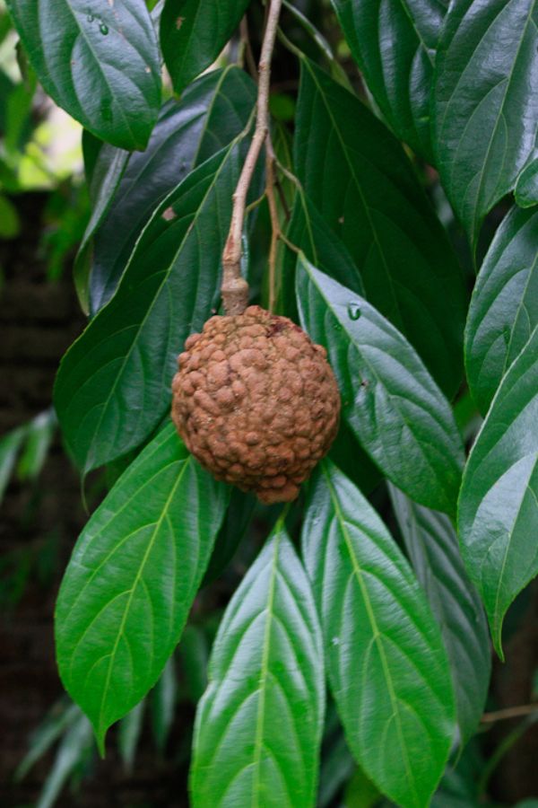 Chaulmoogra tree