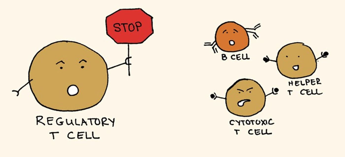 drawing of regulatory t cell holding a stop sign