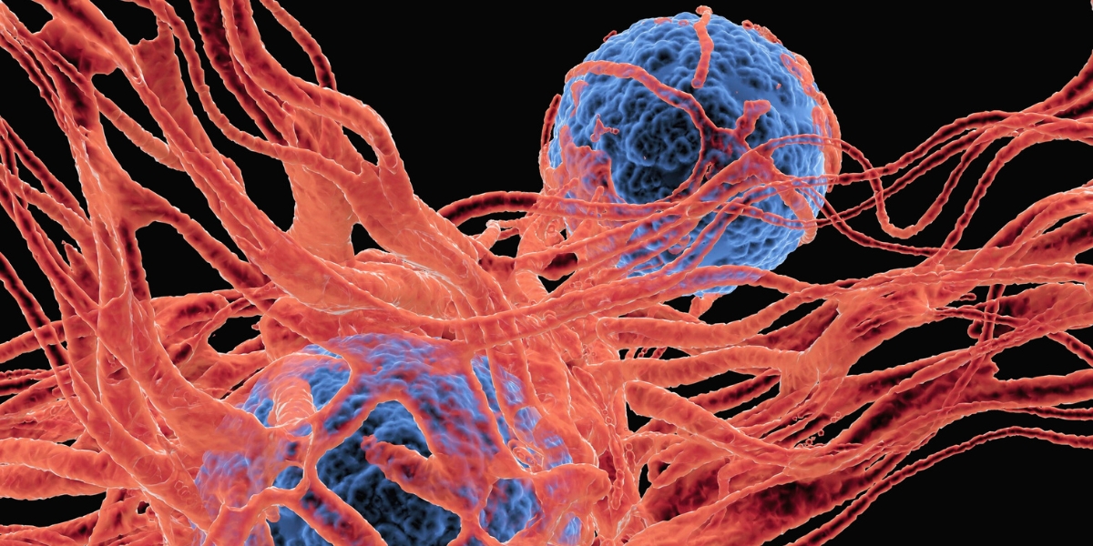 tumour cells proliferate