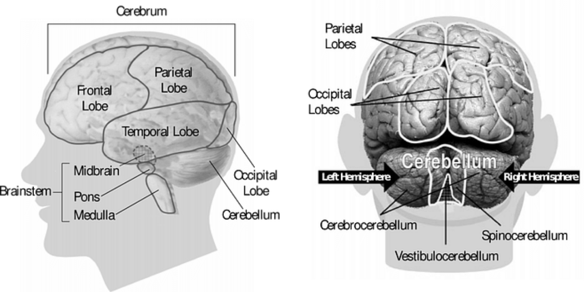 Two images of the brain with areas labelled