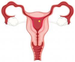 Menstruation Nutrition Study - clip art