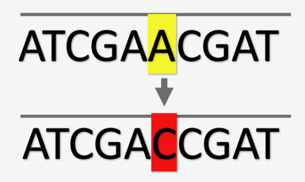 DNA sequence variant