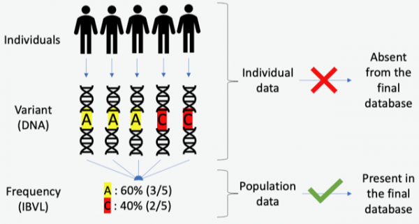 Individual IBVL data safety